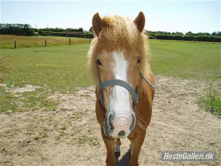 Islænder Sif fra Gørding billede 14