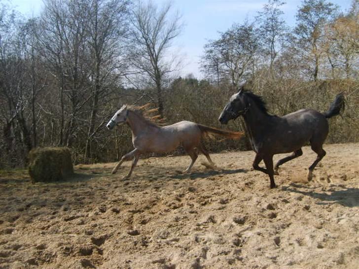 Anglo Araber (AA) Butterhill's Barbiegirl billede 10