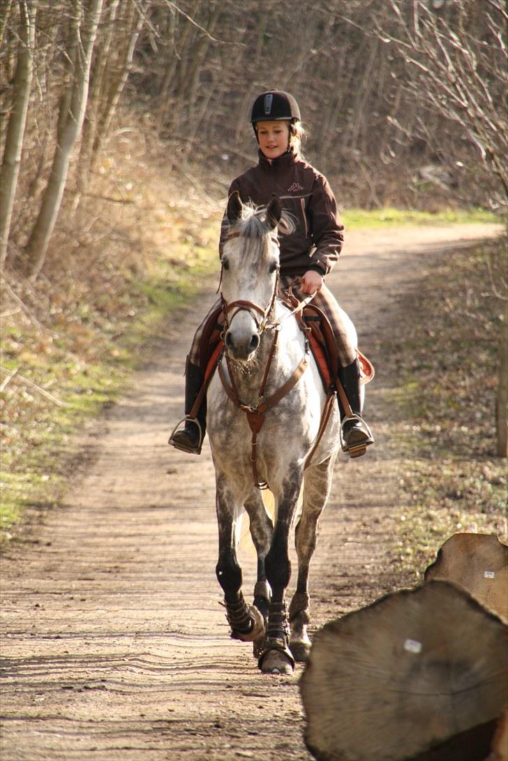 Shagya Araber (SH) Toujour  - Nutti!  billede 13