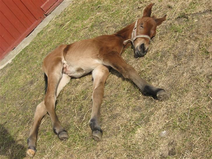 Dansk Varmblod Krogsgaards Jessie "SOLGT" billede 12