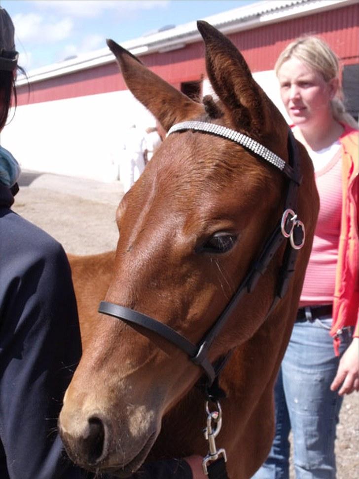 Dansk Varmblod Krogsgaards Jessie "SOLGT" billede 13