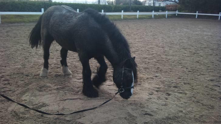 Tinker Flamingo FORTID <3 billede 10