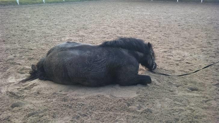 Tinker Flamingo FORTID <3 billede 11