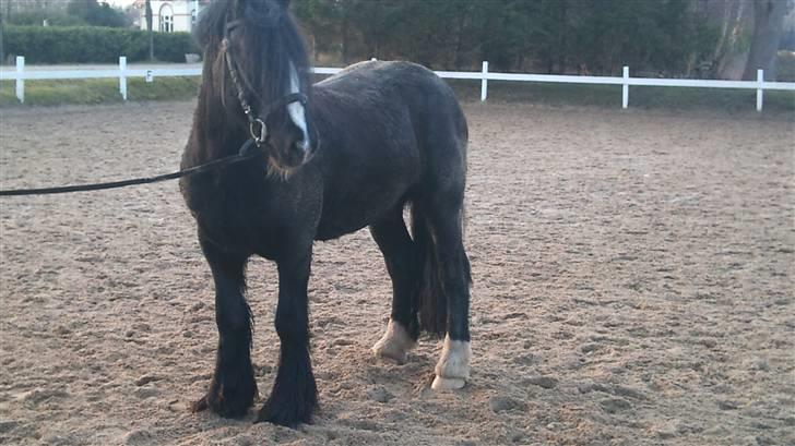 Tinker Flamingo FORTID <3 billede 12