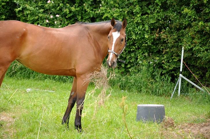 Hollandsk Varmblod Tesse D - madglade hest:P billede 5