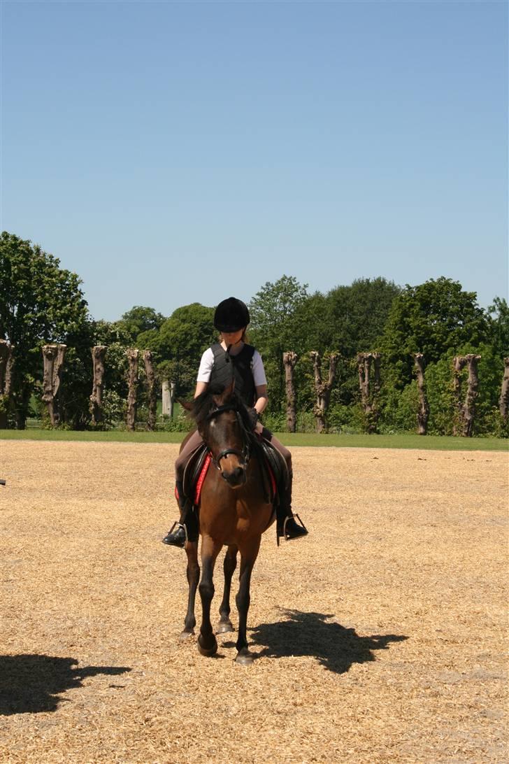 Anden særlig race Bella <3 <3 - bella og jeg er oppe på tranekær slot der bor min veninde millie hun har også pony billede 7