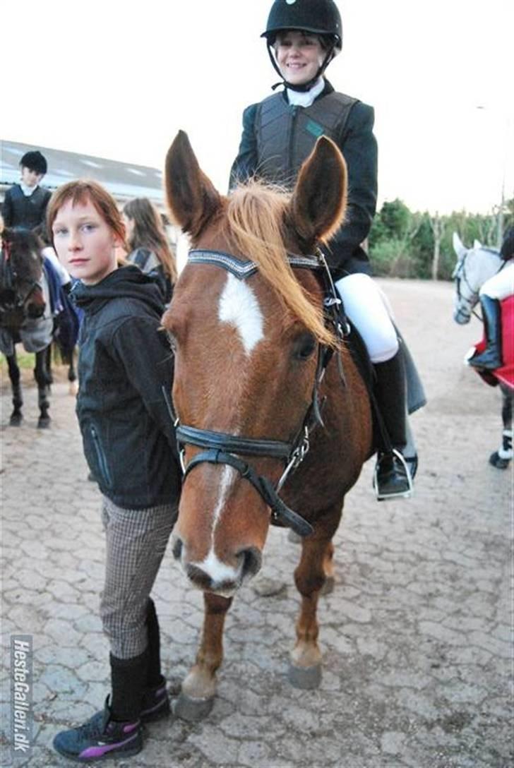 Anden særlig race Laban  billede 18