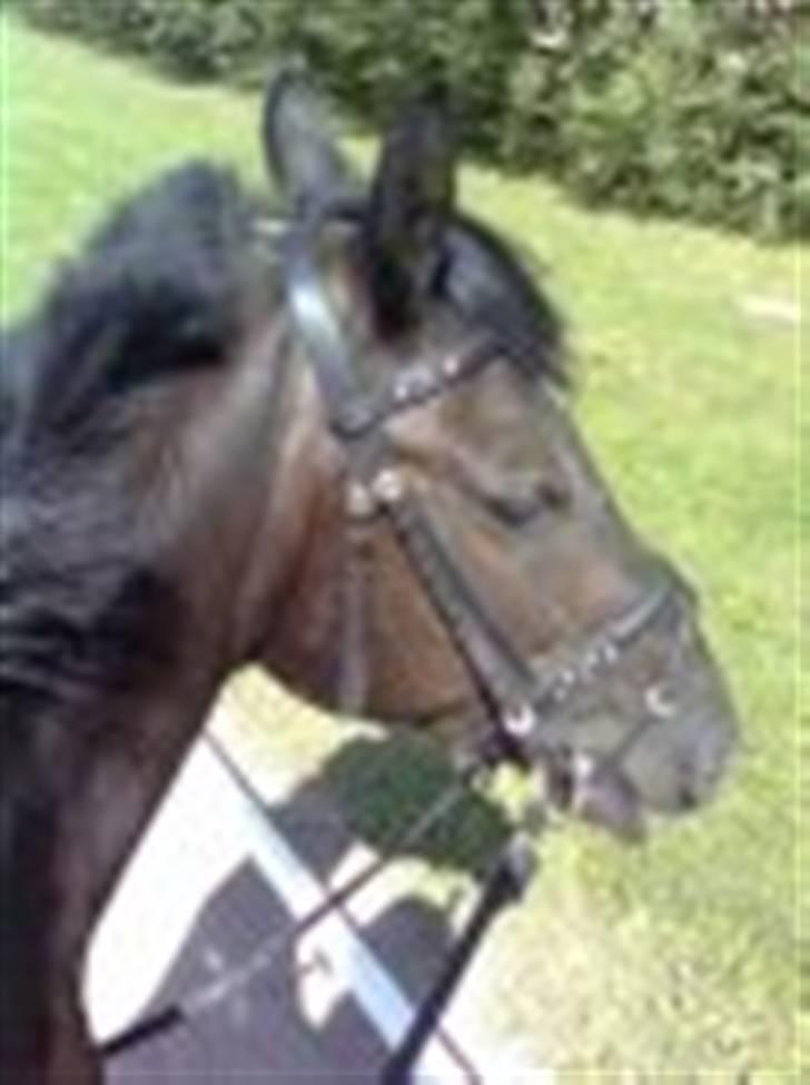 Anden særlig race yasmin, min passer hest. - Yasmin´ <3 billede 9