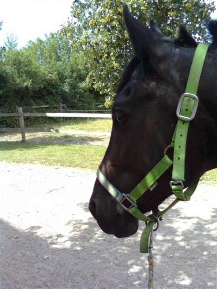 Anden særlig race yasmin, min passer hest. - Yasmin´ <3 billede 10