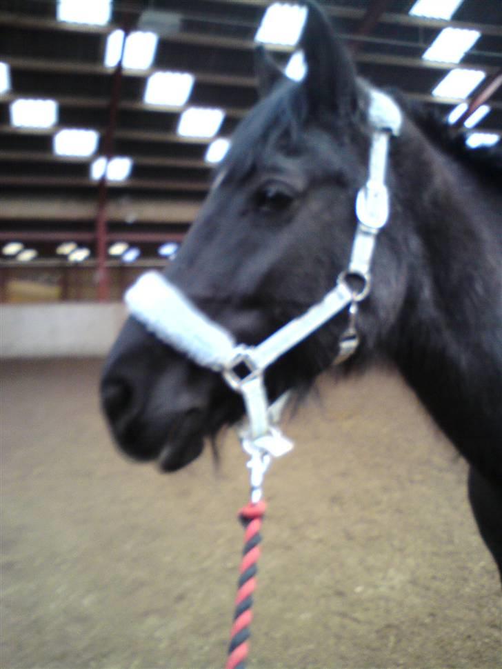 Anden særlig race yasmin, min passer hest. - Yasmin´ <3 billede 12