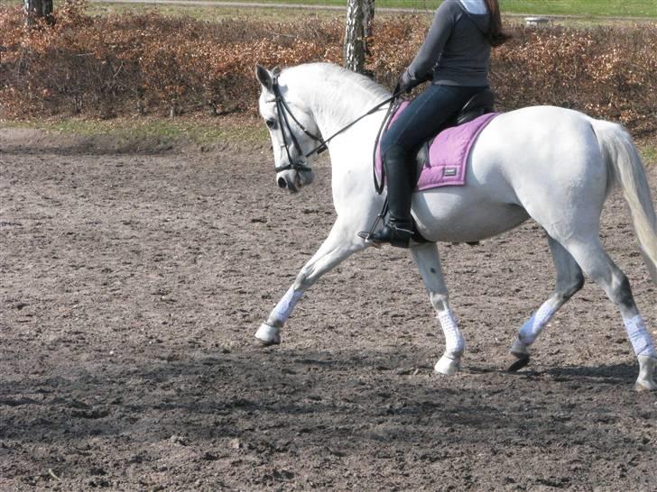 Tysk Sportspony My Fair Lady RSDH A-pony SOLGT billede 4