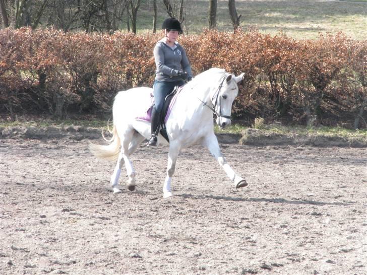 Tysk Sportspony My Fair Lady RSDH A-pony SOLGT billede 5