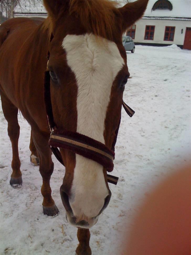 Quarter Mr. Leo Snuggle billede 16