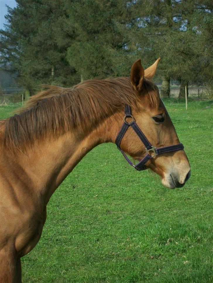 Dansk Varmblod  tågerods renee R.I.P billede 1