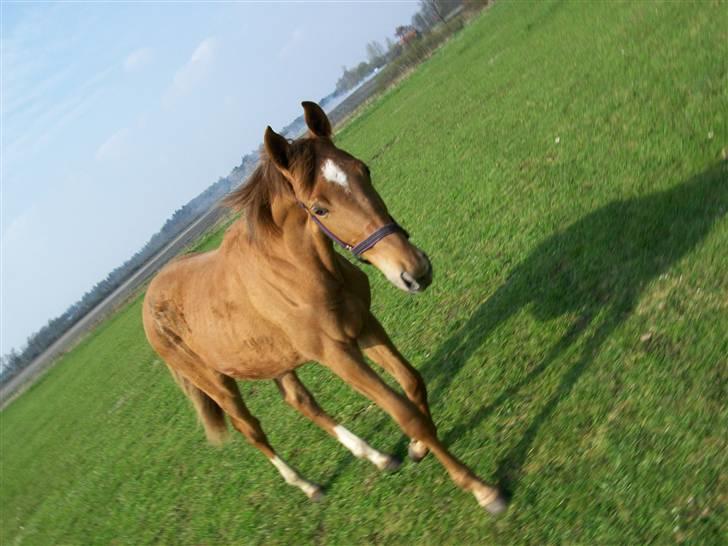 Dansk Varmblod  tågerods renee R.I.P billede 2