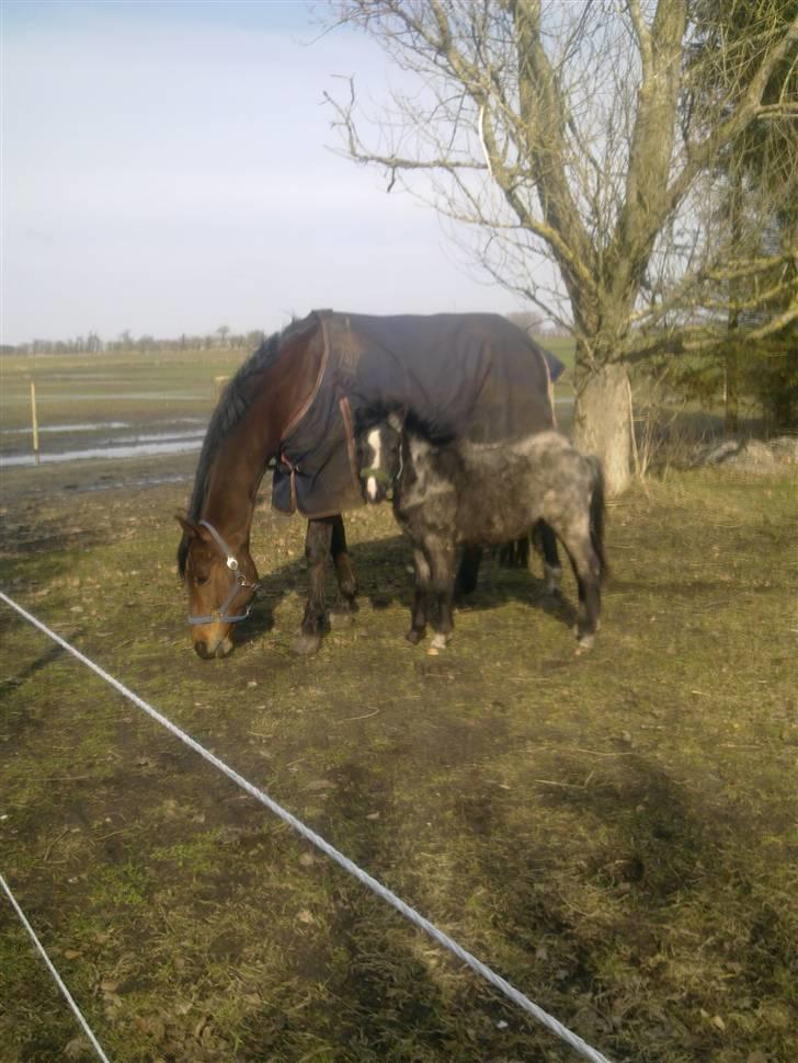 Welsh Mountain (sec A) Lærkegårdens Bad Boy .. Solgt .. - forår 2010 billede 7