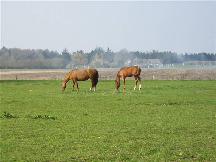 Dansk Varmblod  tågerods renee R.I.P billede 3