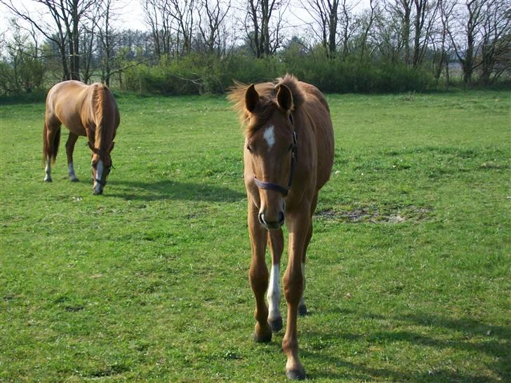 Dansk Varmblod  tågerods renee R.I.P billede 4