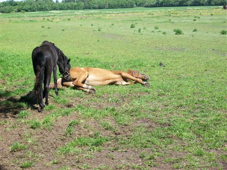 Dansk Varmblod  tågerods renee R.I.P billede 5