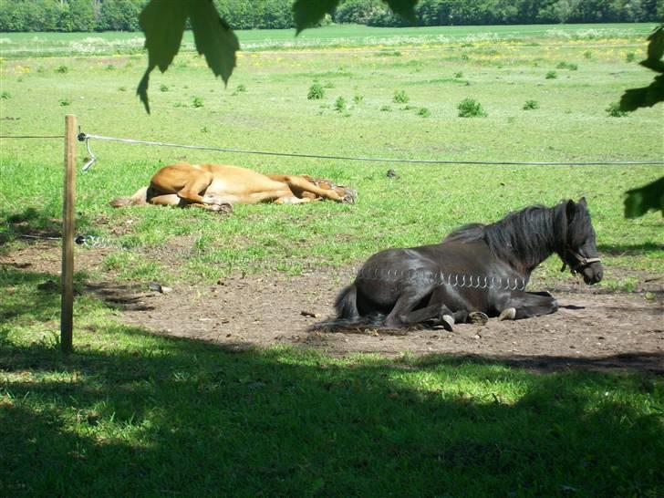 Dansk Varmblod  tågerods renee R.I.P billede 6