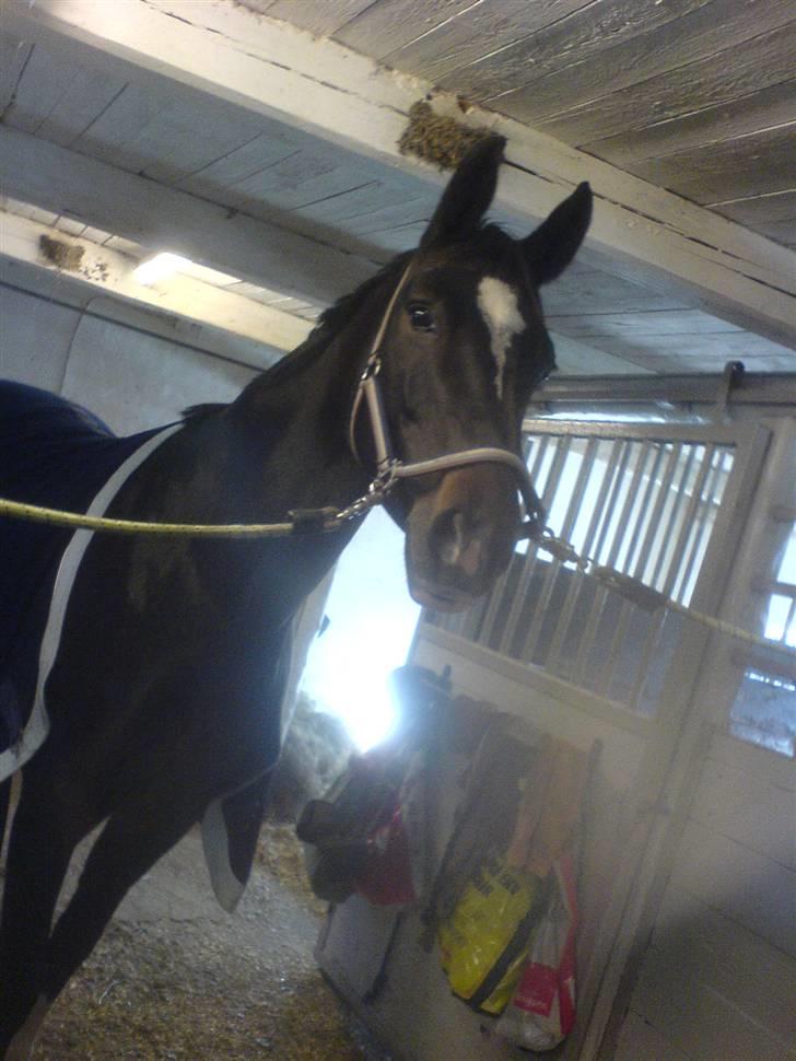 Dansk Varmblod Egelys Miss Lea billede 1