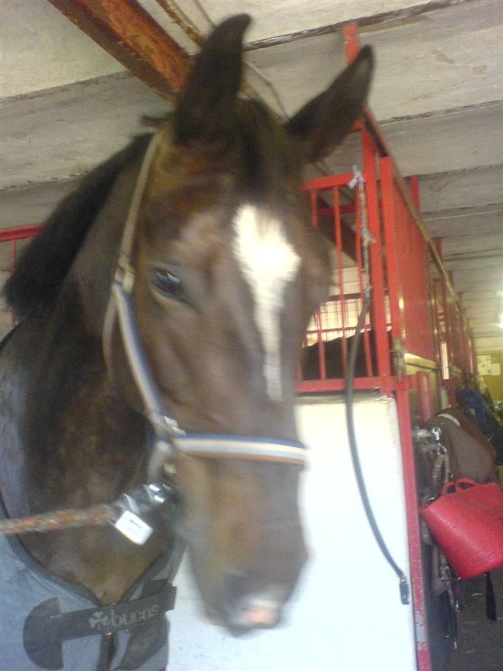 Dansk Varmblod Egelys Miss Lea billede 2