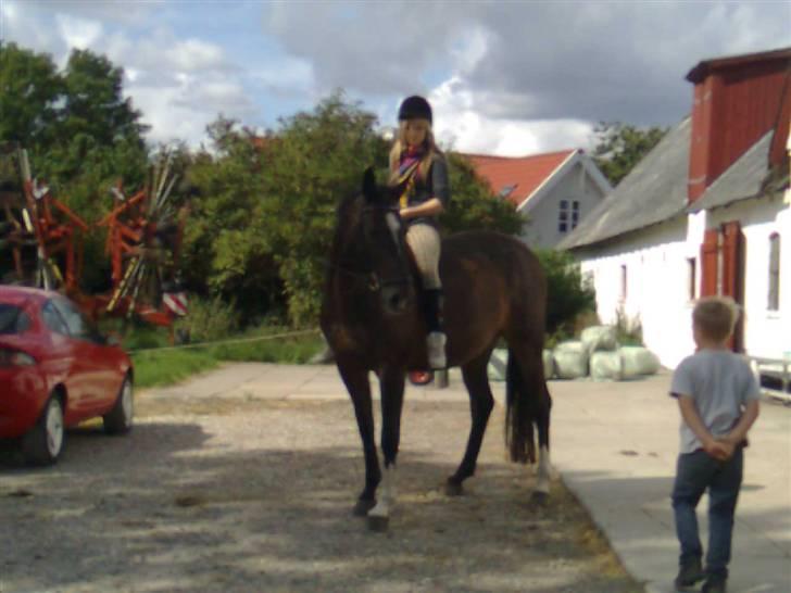 Dansk Varmblod Egelys Miss Lea billede 3