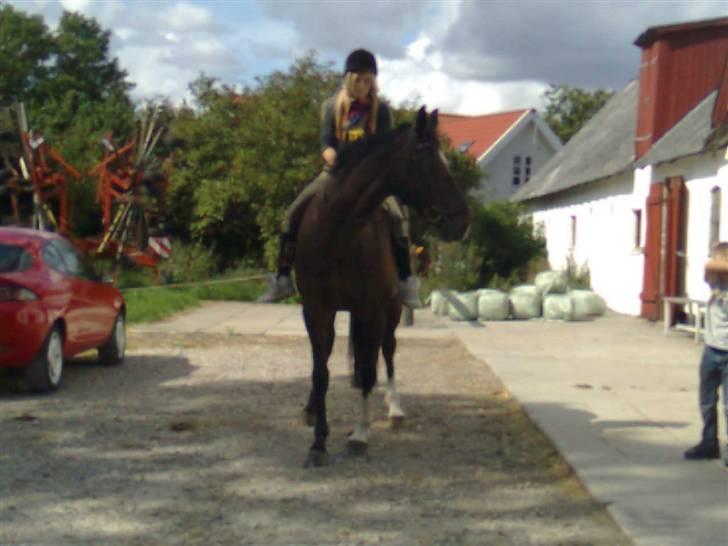 Dansk Varmblod Egelys Miss Lea billede 4