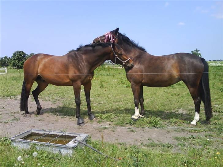 Dansk Varmblod Egelys Miss Lea - Coconut og Lea på folden ♥. billede 5