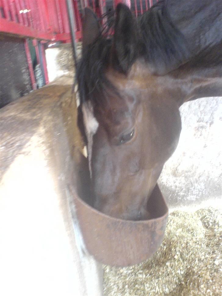 Dansk Varmblod Egelys Miss Lea billede 6