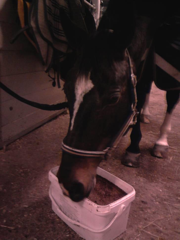 Dansk Varmblod Egelys Miss Lea billede 7