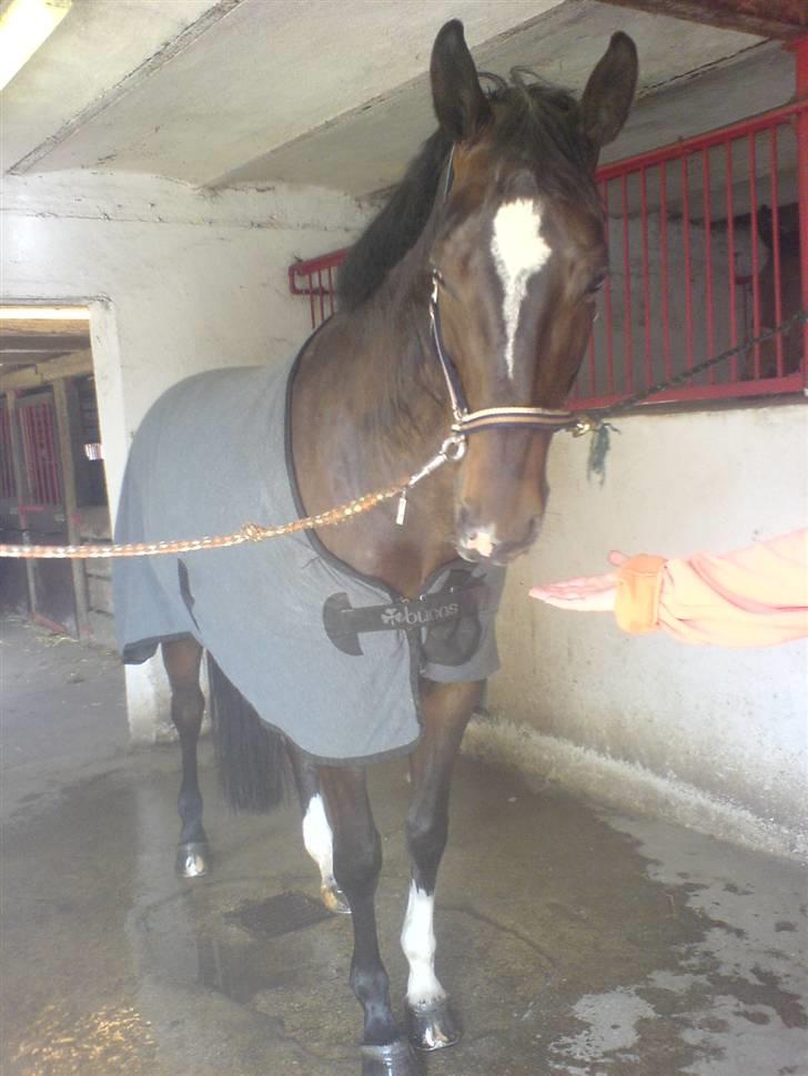 Dansk Varmblod Egelys Miss Lea billede 8