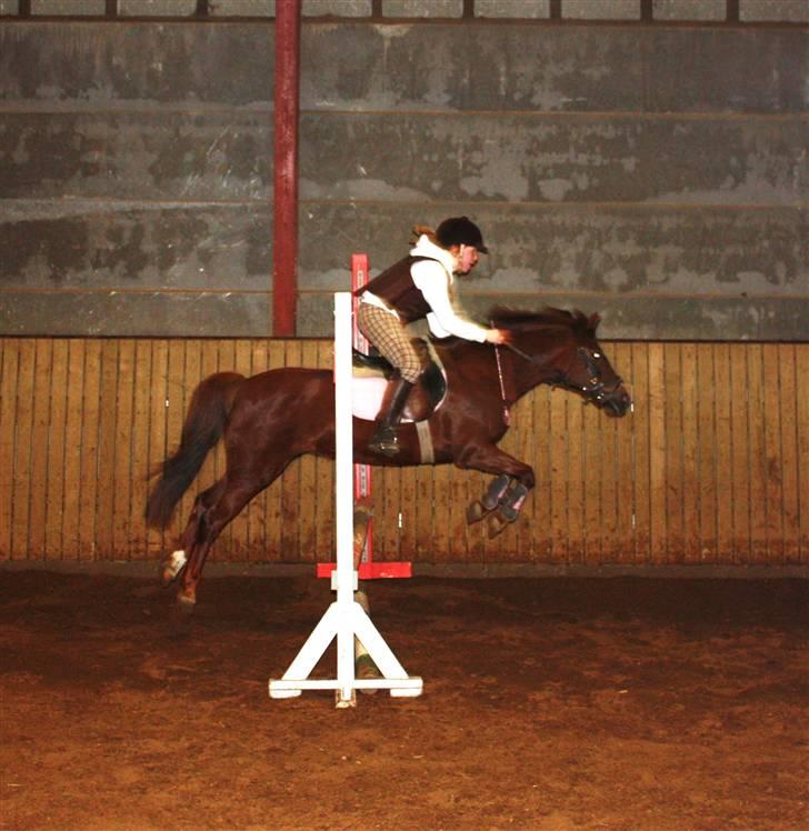 New Forest Sherry - En af de første gange jeg sprang hende billede 11