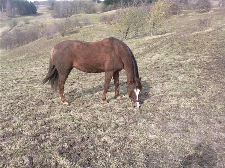 New Forest Sherry billede 12