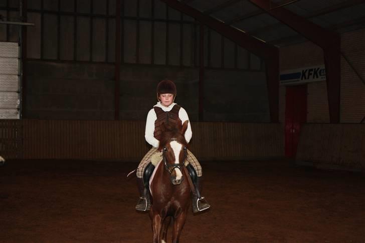 New Forest Sherry - Mig og Sherry billede 13