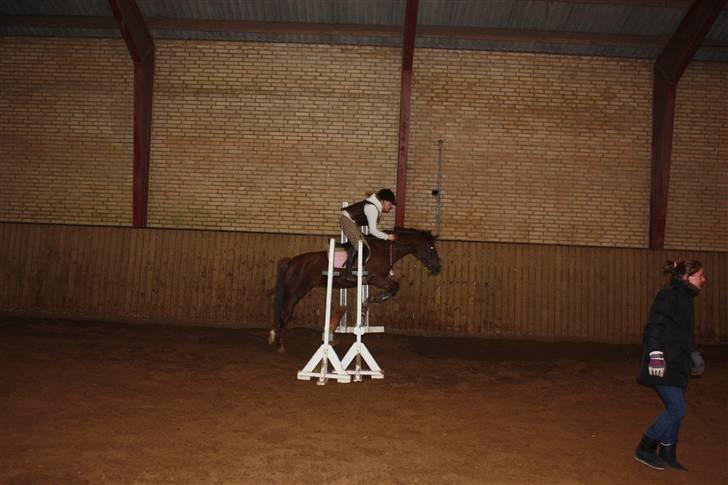 New Forest Sherry billede 14