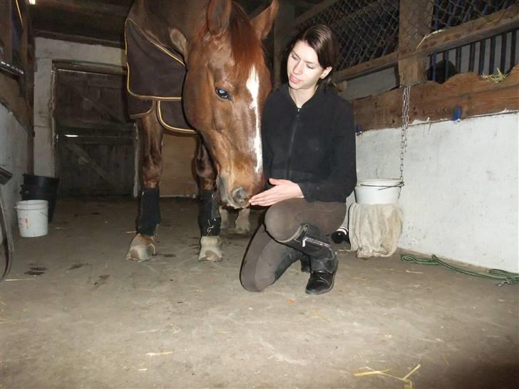 Dansk Varmblod Mister himmel hest billede 1