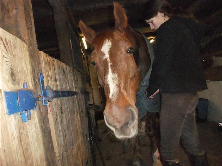 Dansk Varmblod Mister himmel hest billede 2