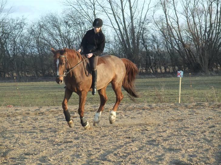 Dansk Varmblod Mister himmel hest billede 3