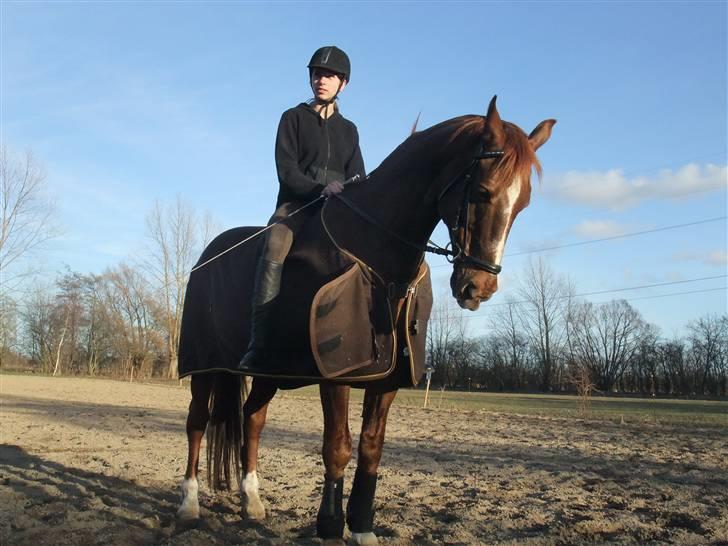 Dansk Varmblod Mister himmel hest billede 4