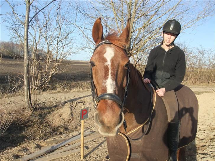 Dansk Varmblod Mister himmel hest billede 5