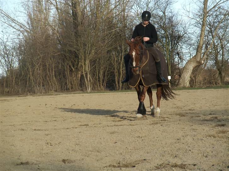 Dansk Varmblod Mister himmel hest billede 6