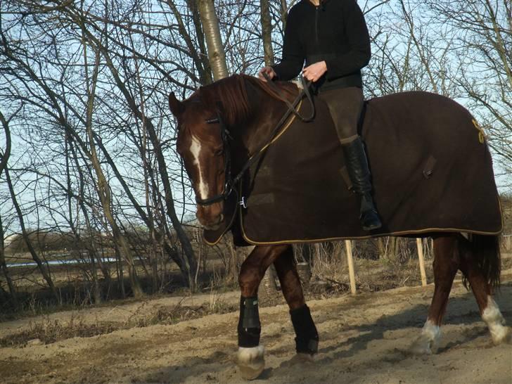 Dansk Varmblod Mister himmel hest billede 7