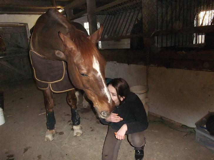 Dansk Varmblod Mister himmel hest billede 8