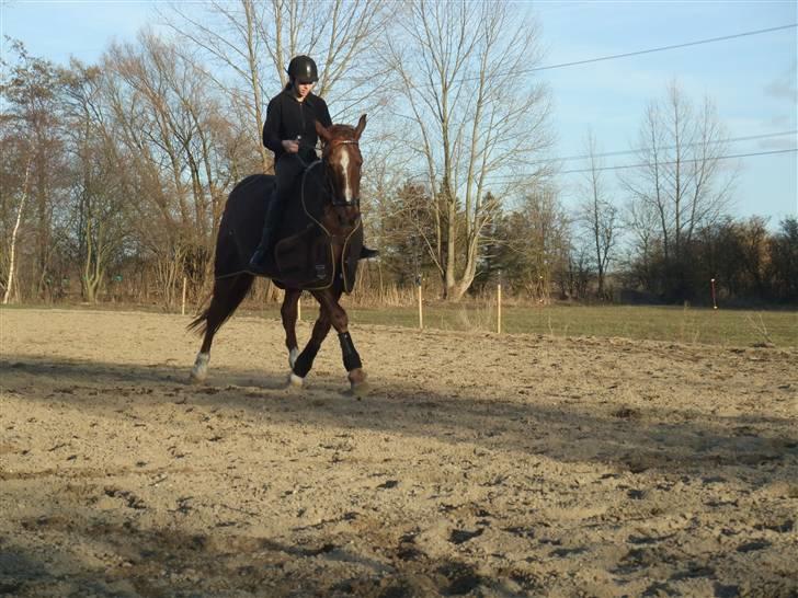 Dansk Varmblod Mister himmel hest billede 9