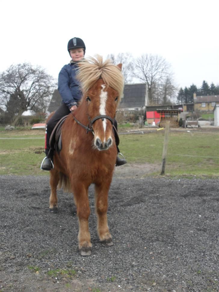 Islænder Hali <3   billede 13