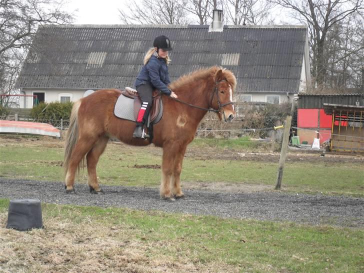 Islænder Hali <3   billede 17