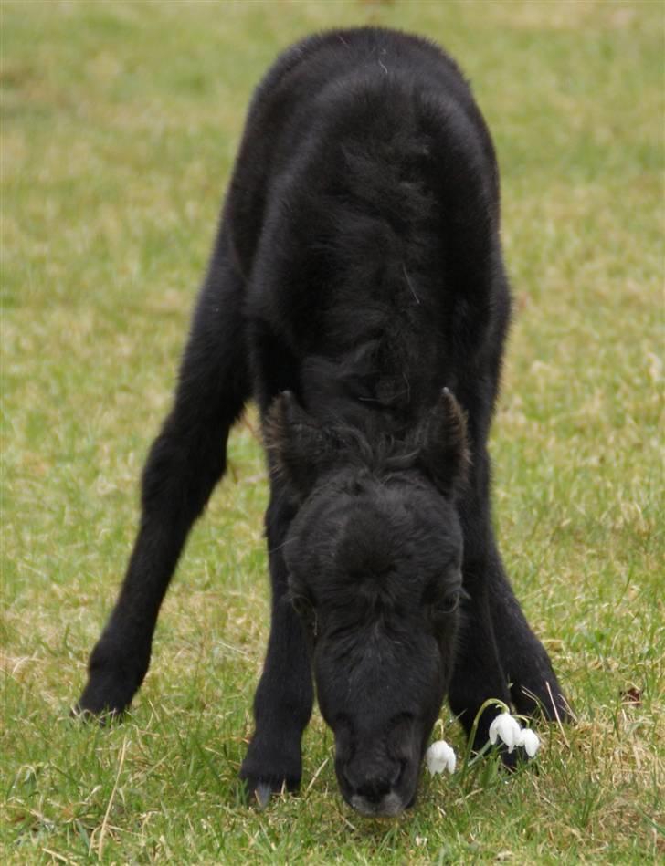 Belgisk Miniature RKG Moons Happy Miracle - d. 4 april  billede 6