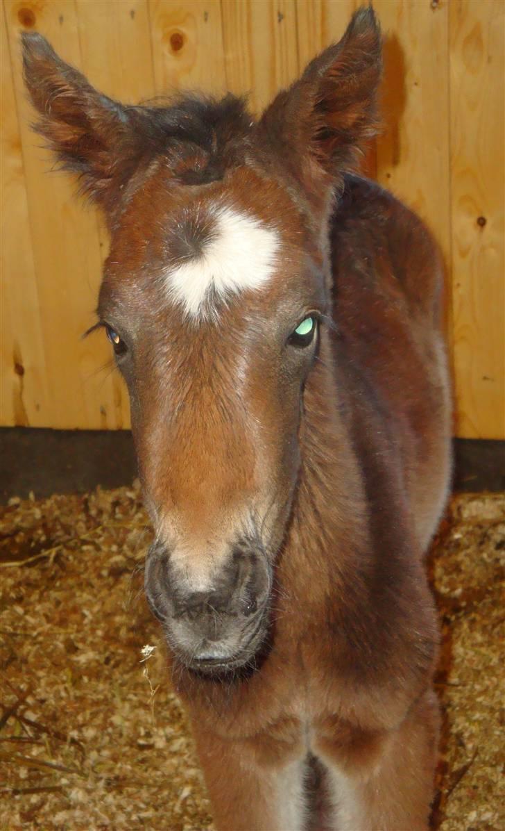 New Forest Dalgaardens Merlin billede 5