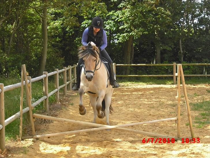 Fjordhest Tjalfe Fjordvang<3 - Cecillie der rider Tjalfe billede 18